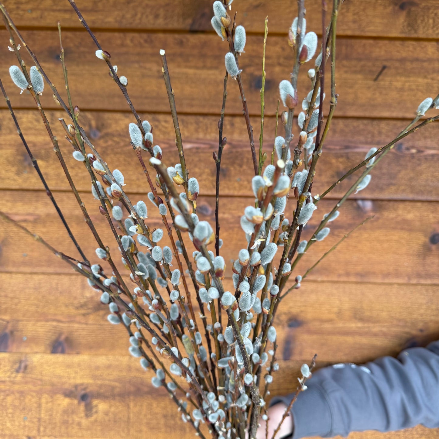 Pussy Willow