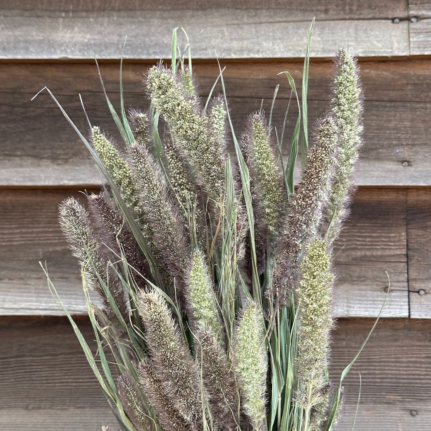 Red Jewel Grass