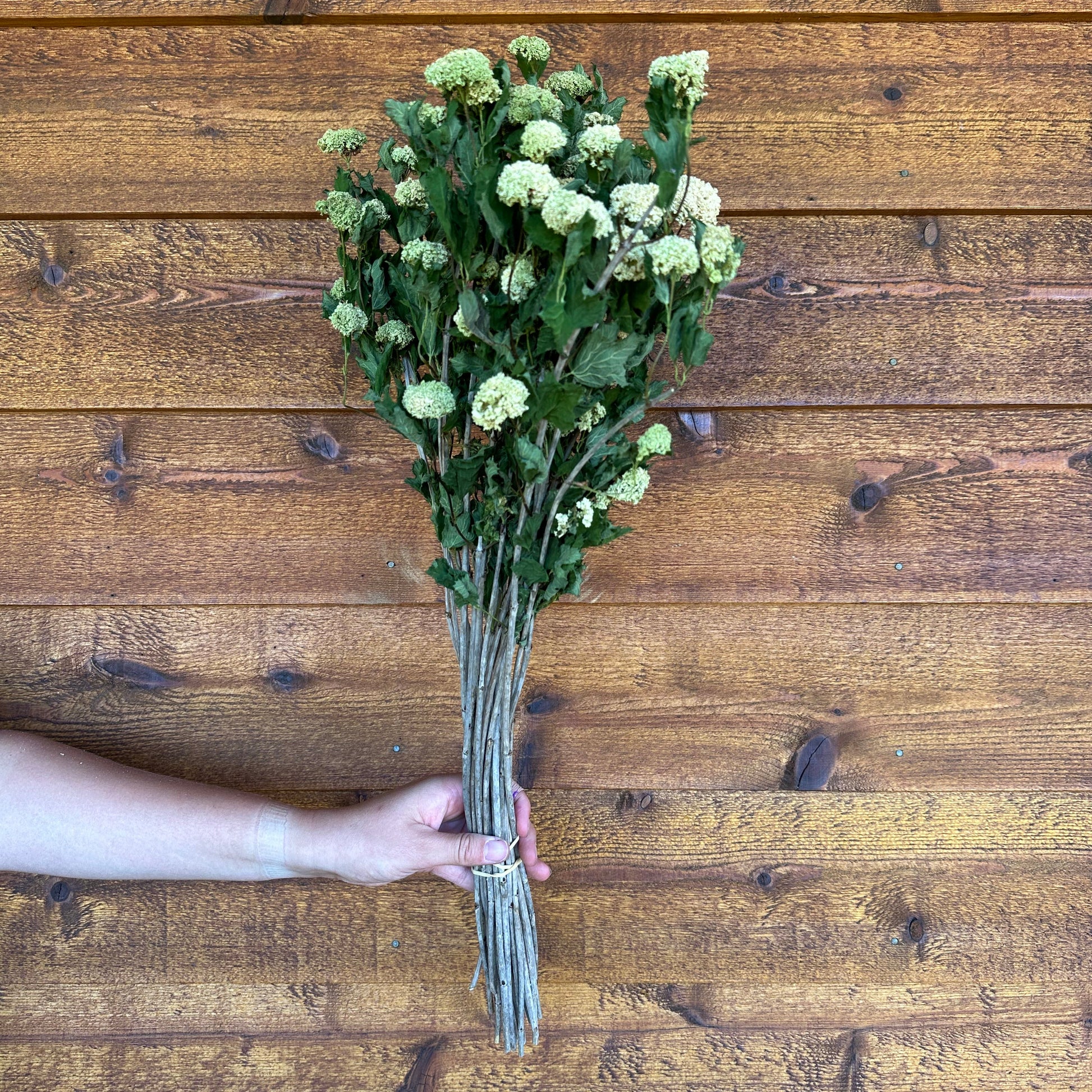 Bouquet of green flowers held by a hand on a wooden surface