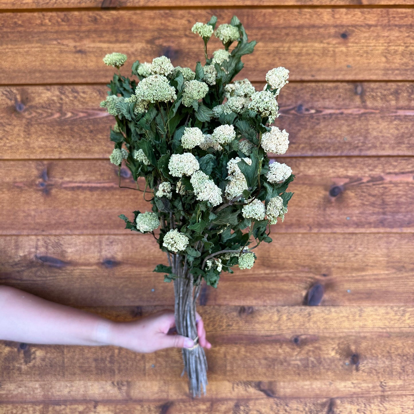 Hand holding a bundle of greenery against a wooden background