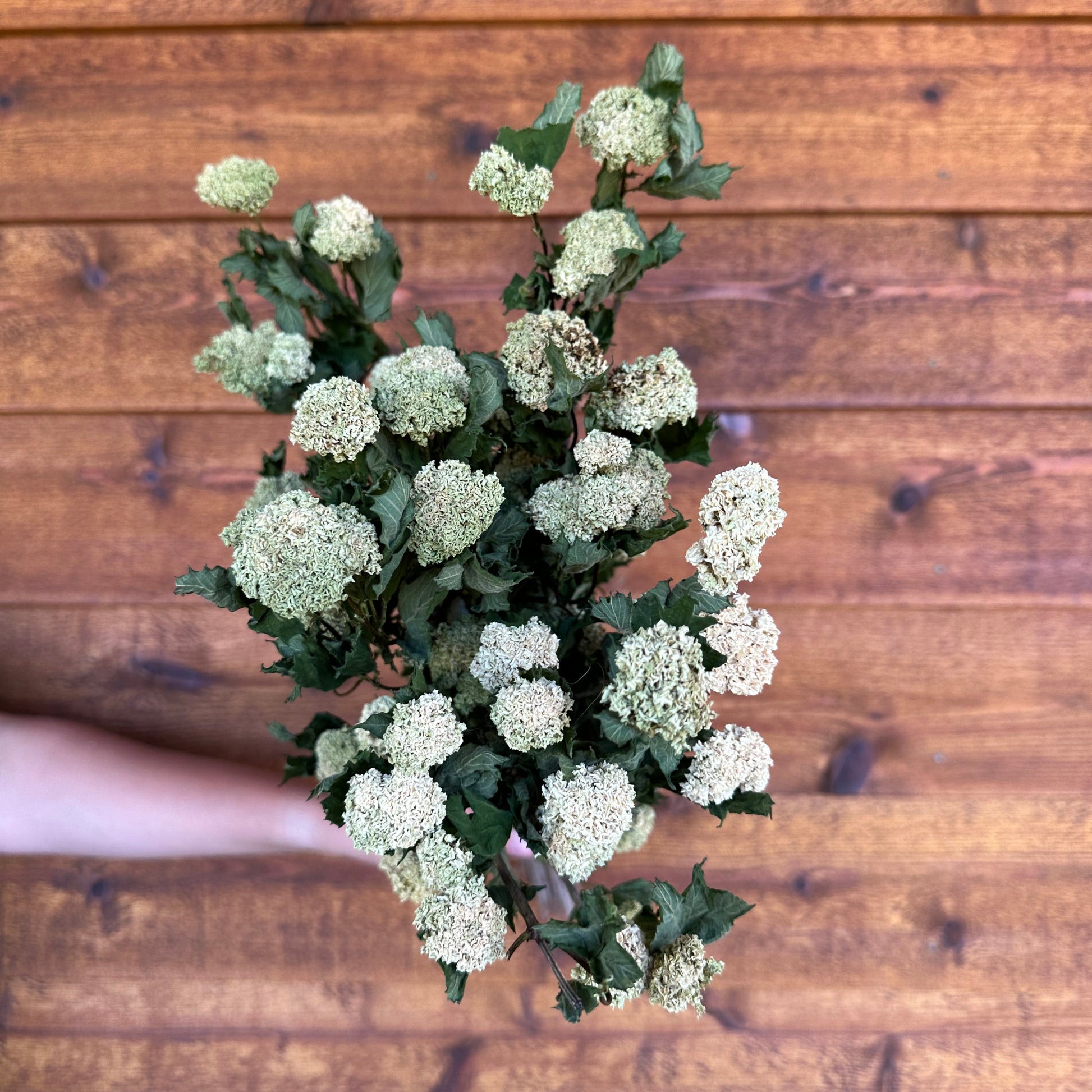 Bouquet of white flowers held against a wooden background