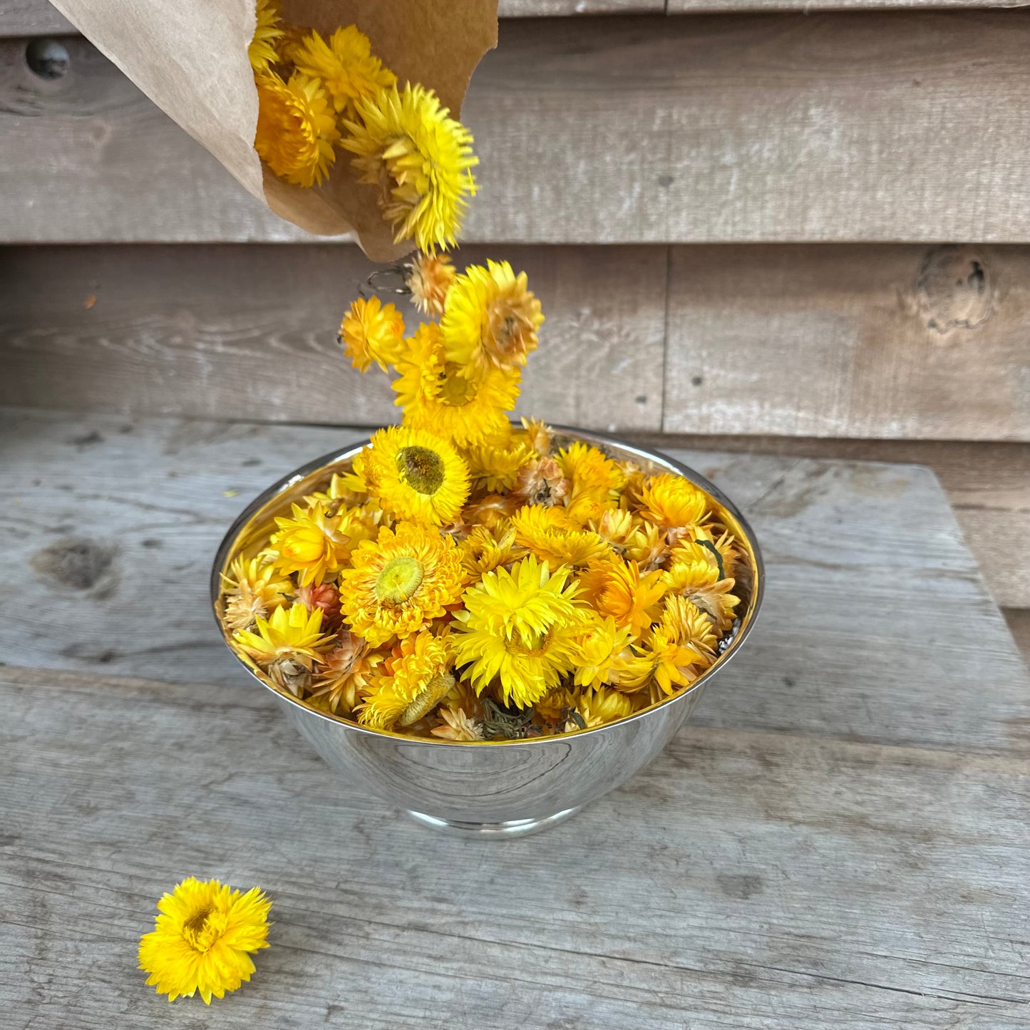 Strawflower Heads