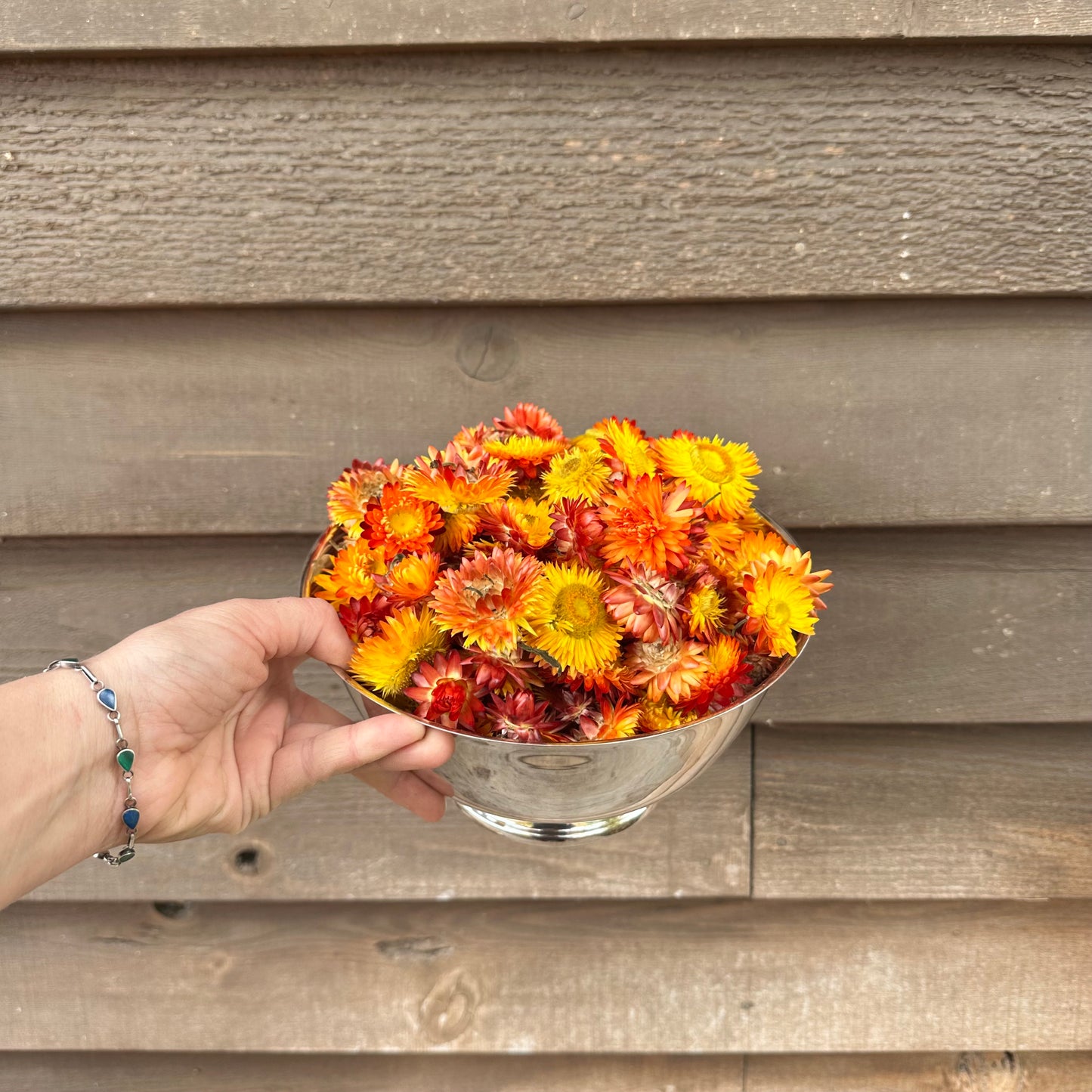 Strawflower Heads