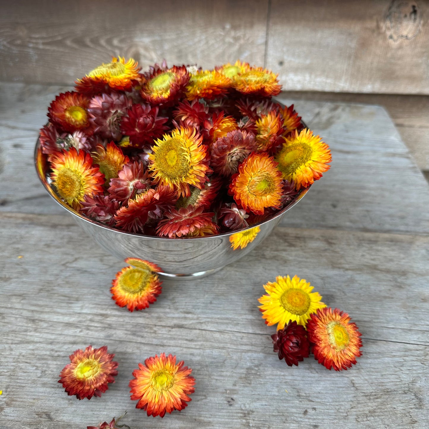 Strawflower Heads