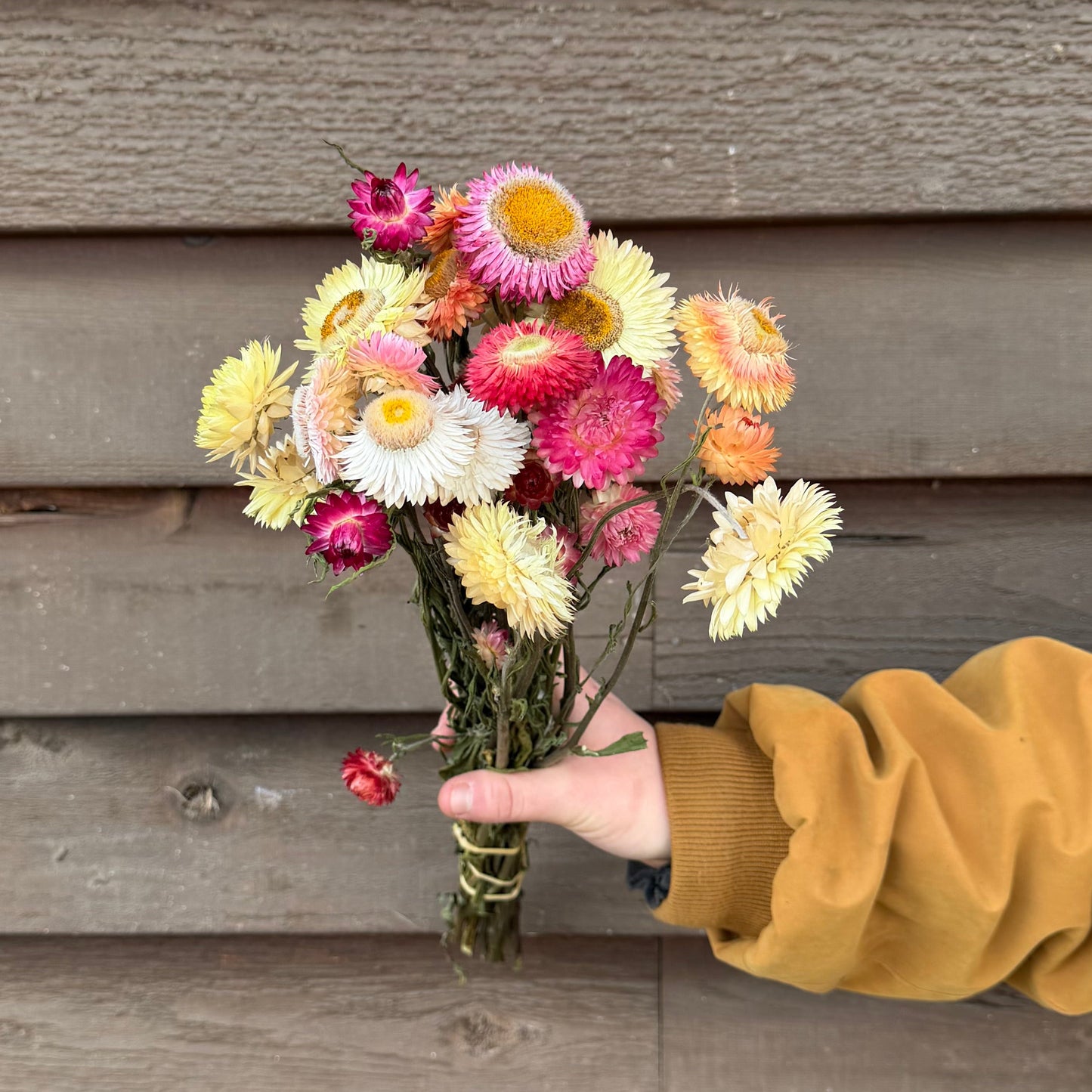 Hand holding a bouquet of flowers against a wooden wall