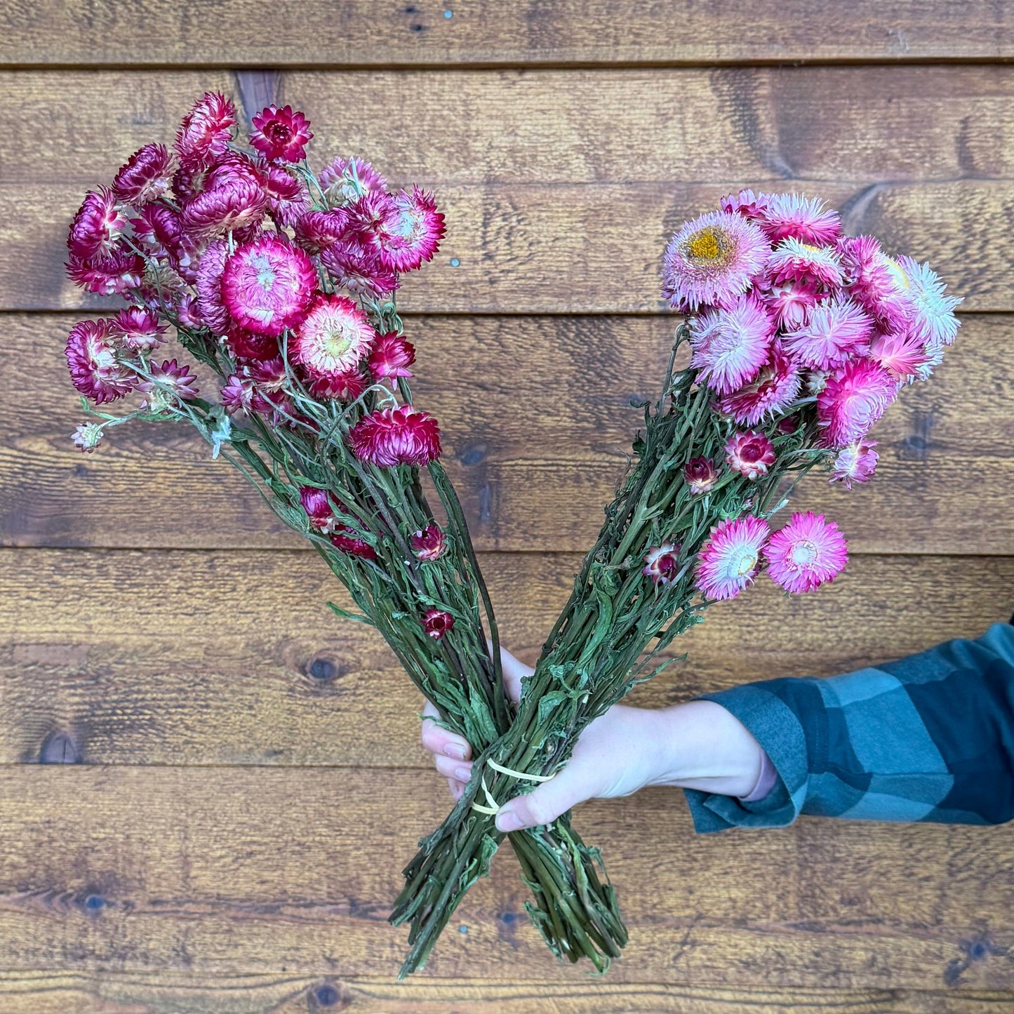 Bouquets of pink flowers held by a person against a wooden background