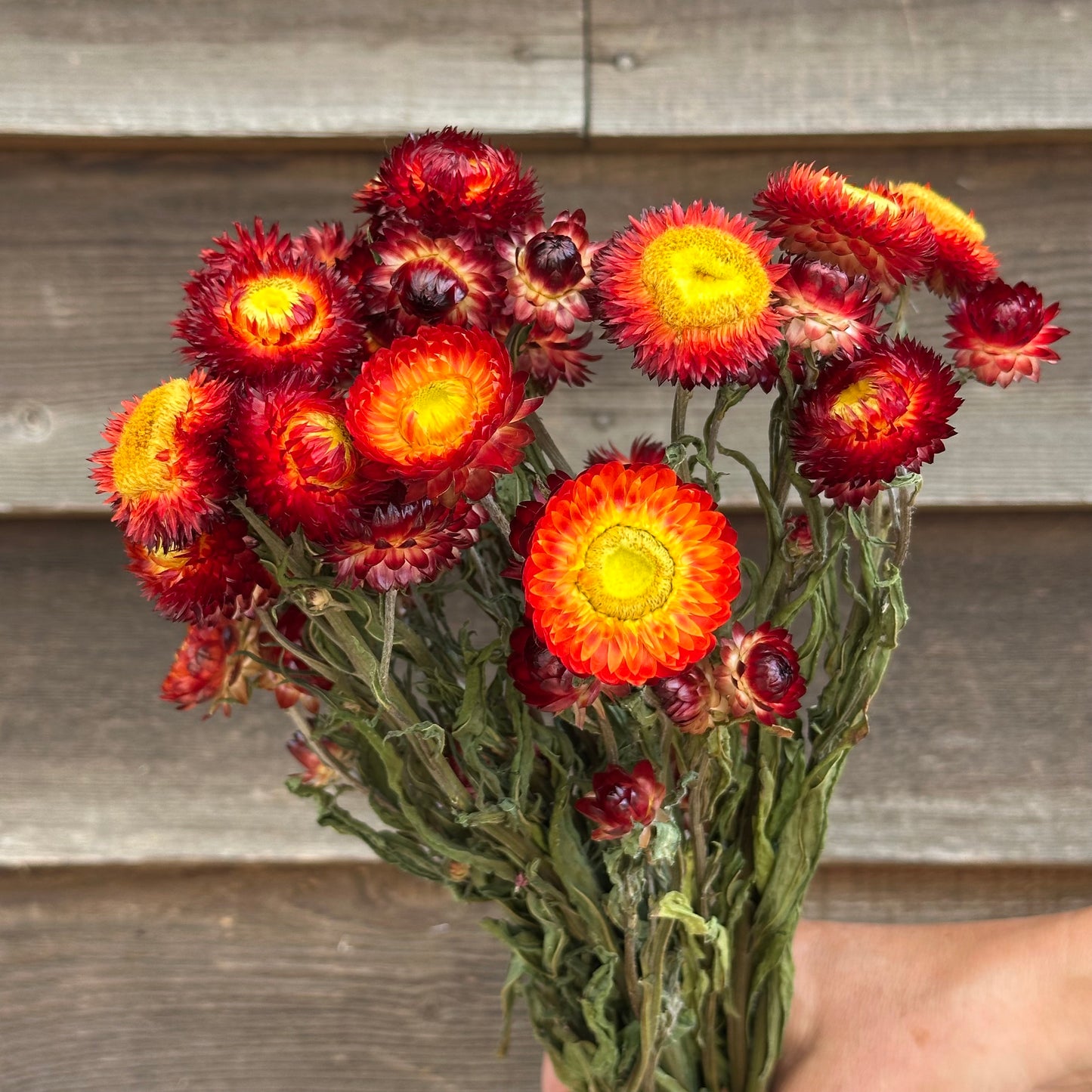 Strawflowers