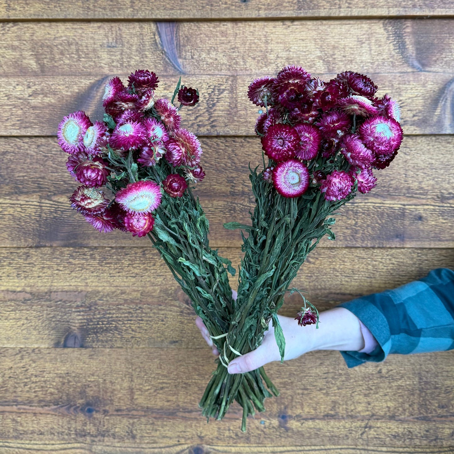 Two bouquets of purple flowers held together by a hand on a wooden surface