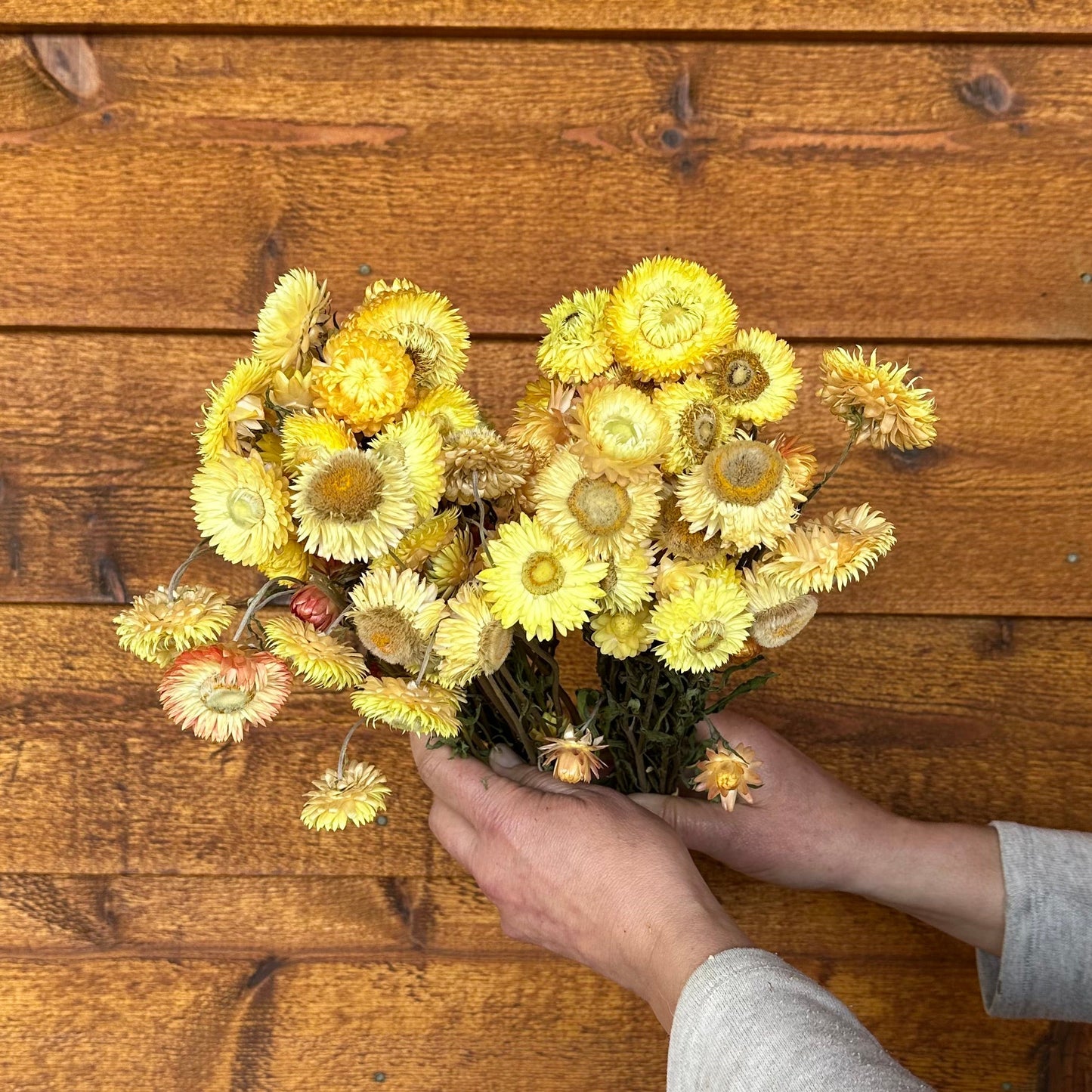 Person holding a bouquet of yellow flowers against a wooden background