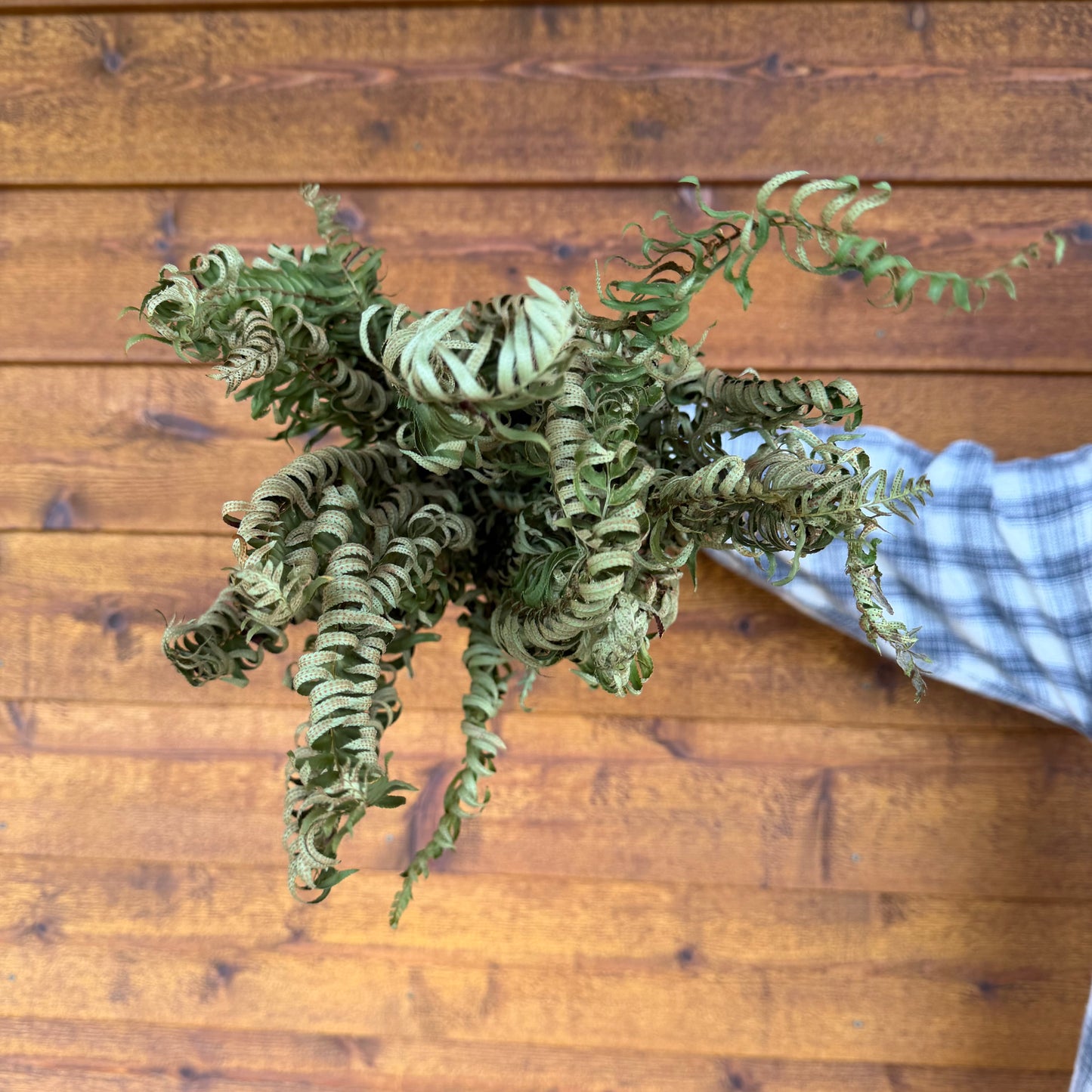 Sword Fern