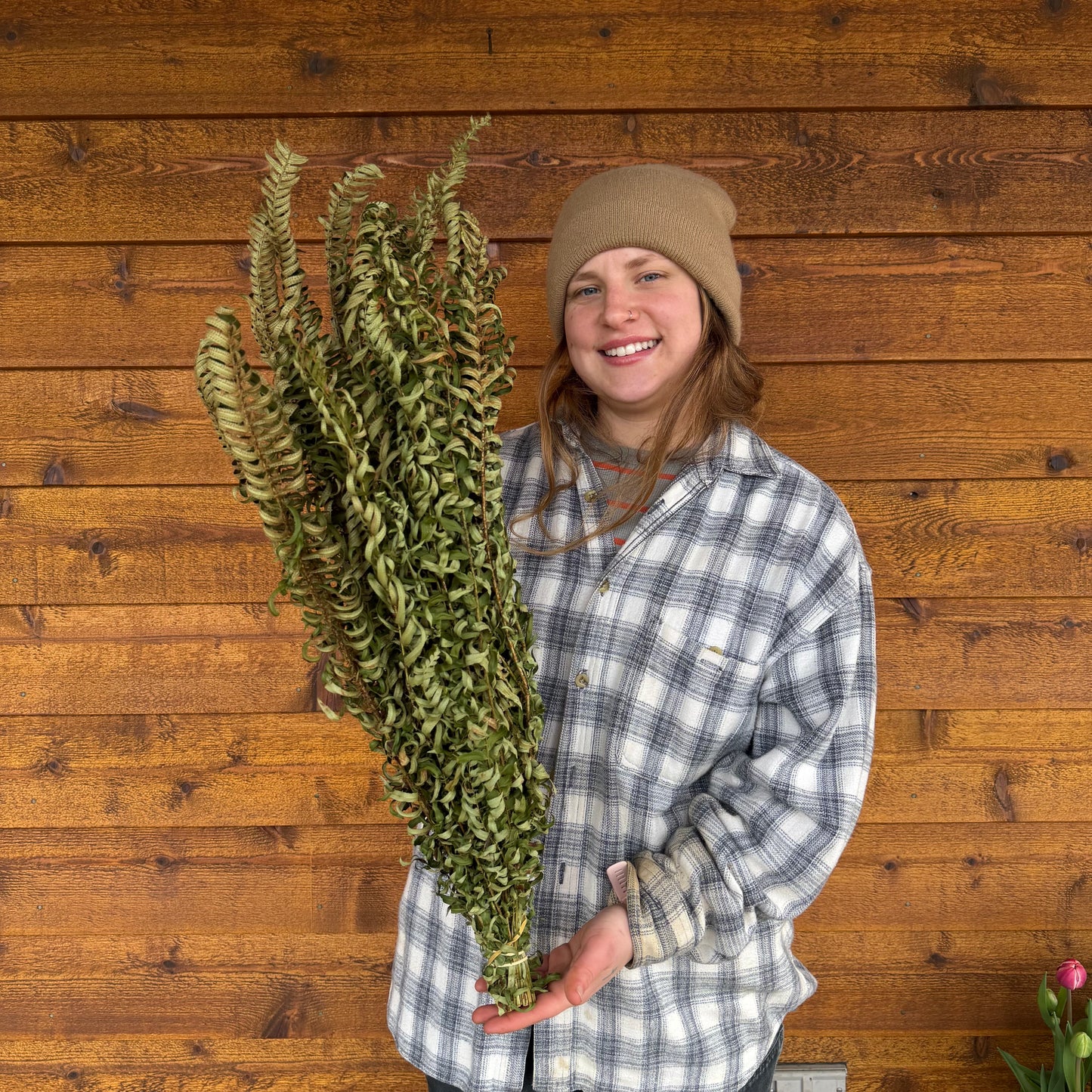 Sword Fern