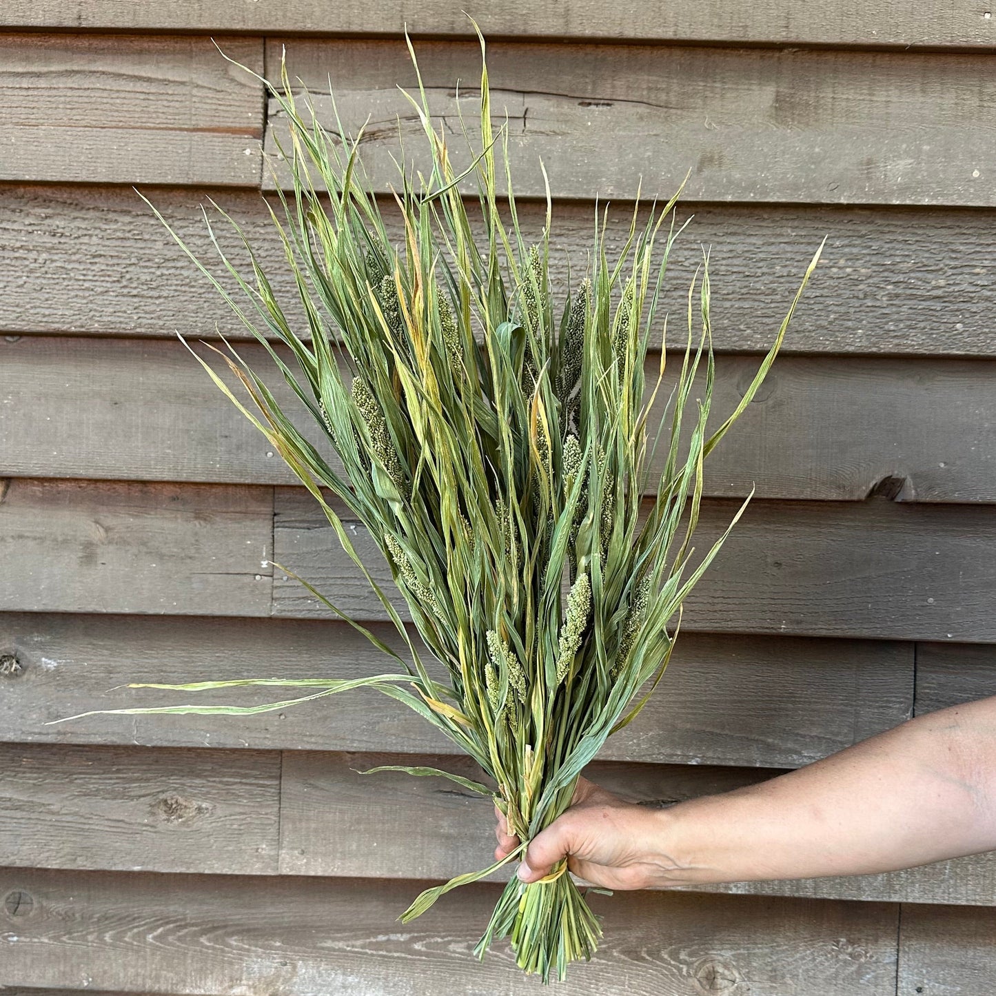 Hand holding a bundle of green millet against a wooden wall