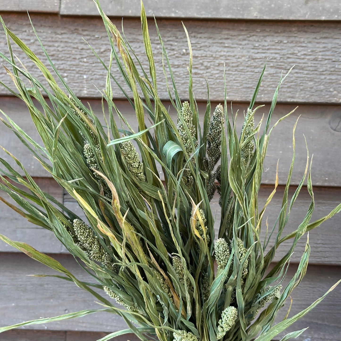 Green millet against a wooden wall