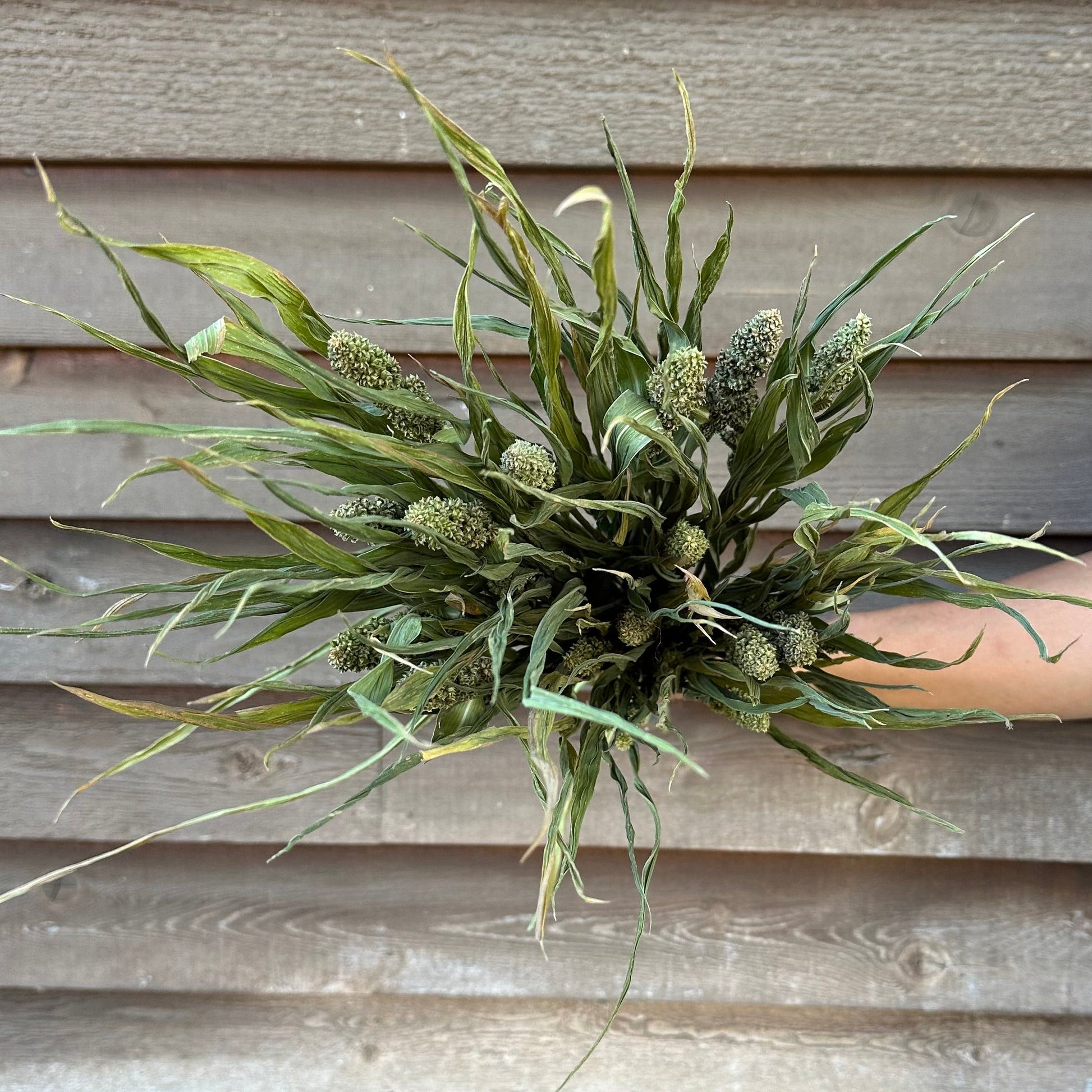 Green millet held against a wooden wall