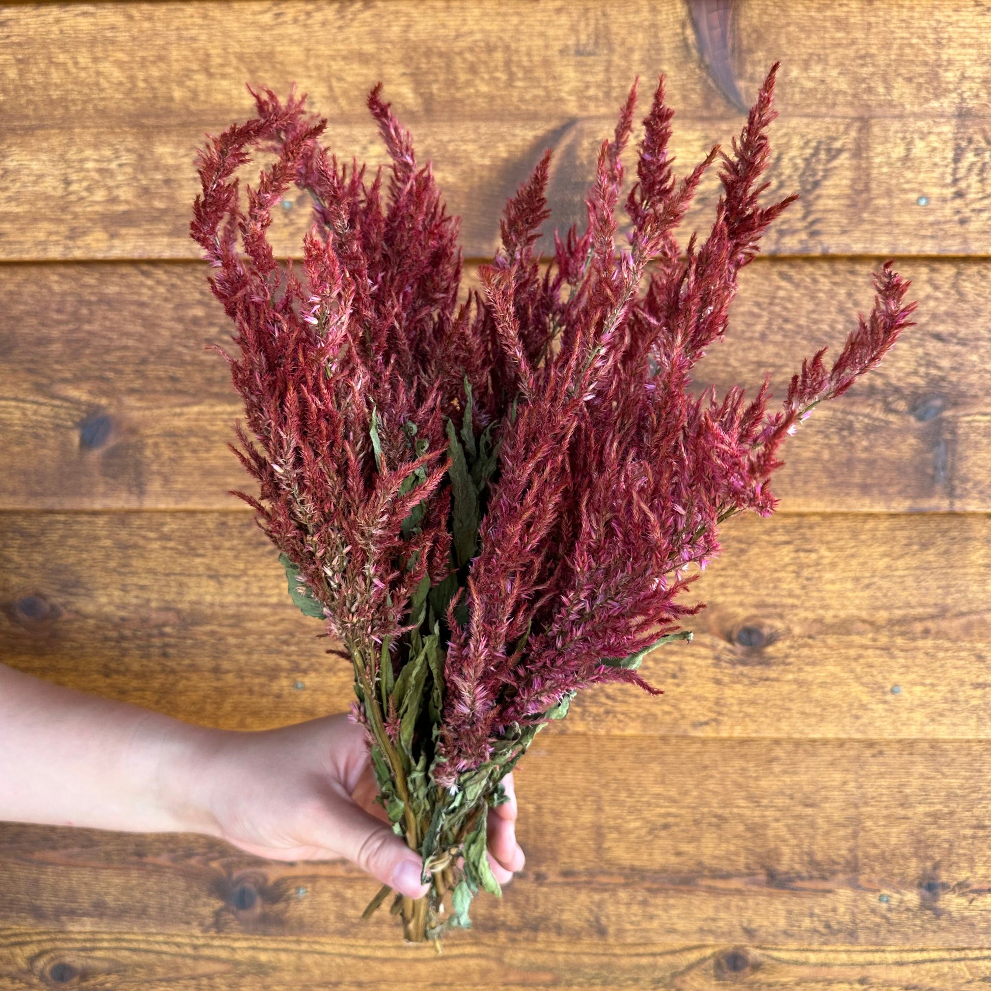 Bouquet of dried red flowers
