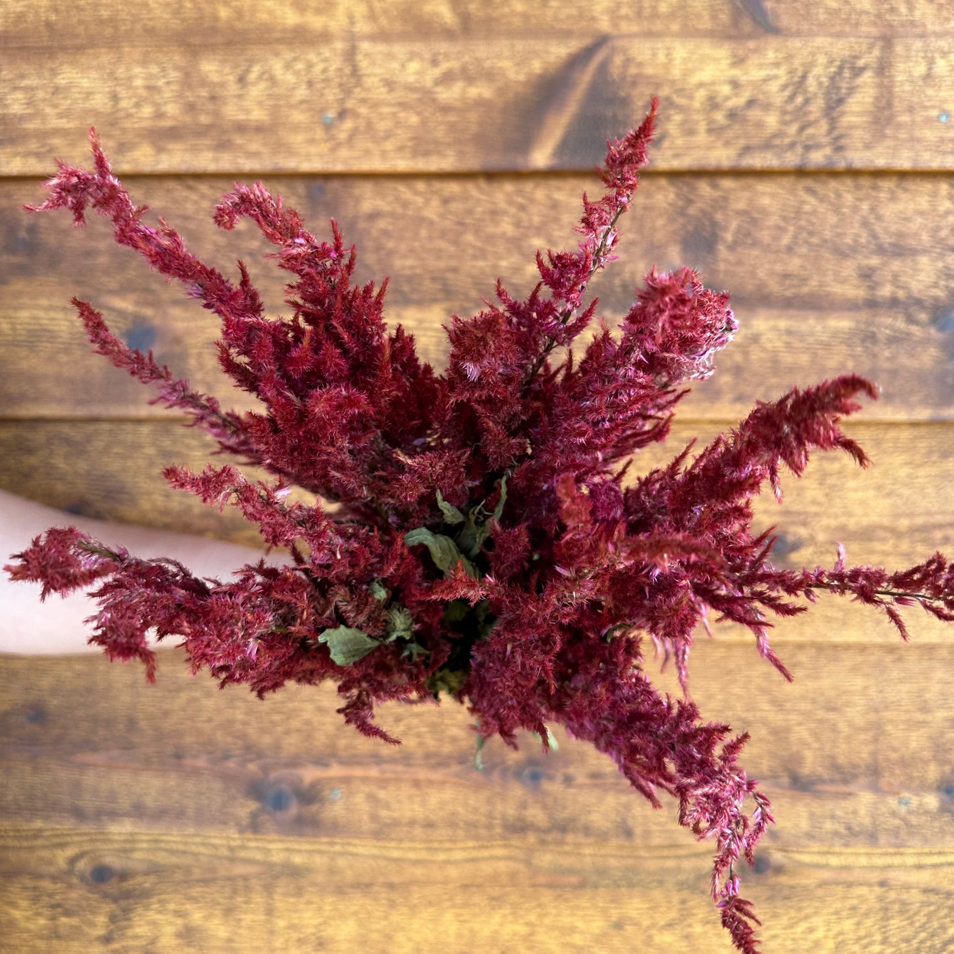 Red foliage on a wooden surface