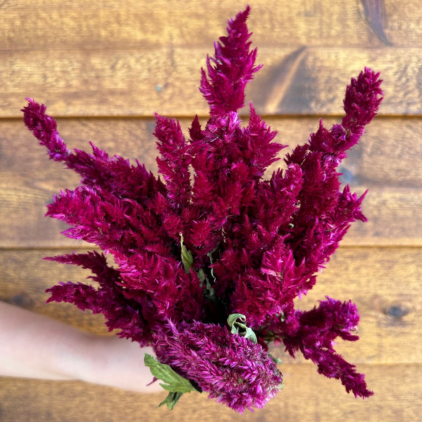 Purple feathered plant held against a wooden background