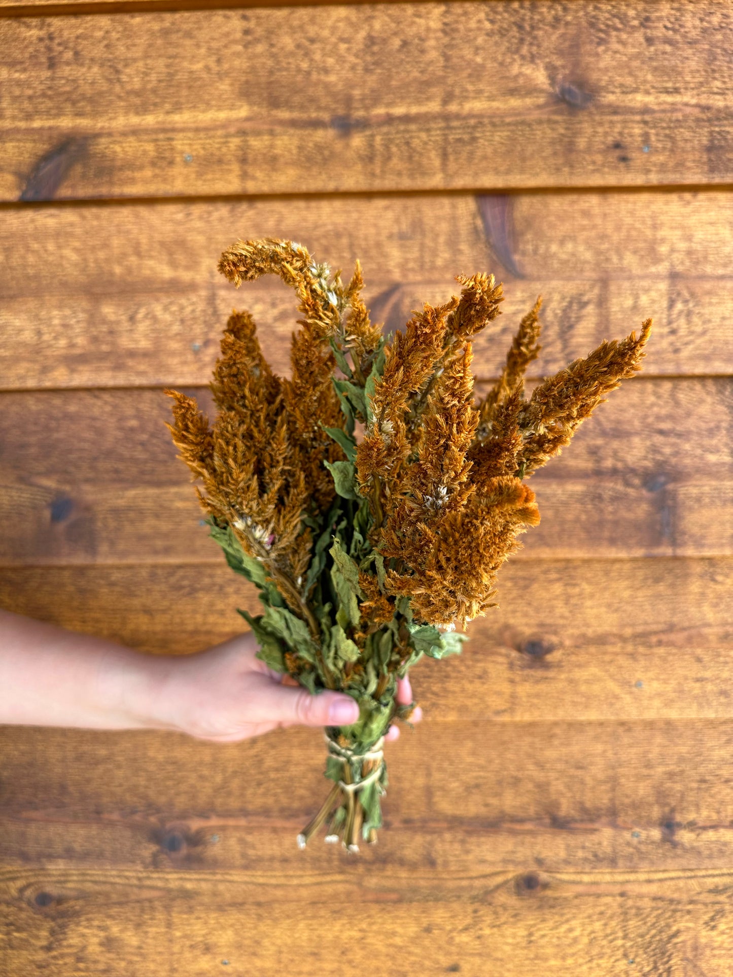 Celosia Plumes