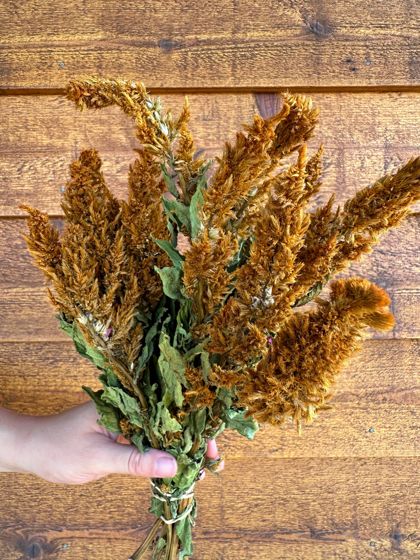 Celosia Plumes