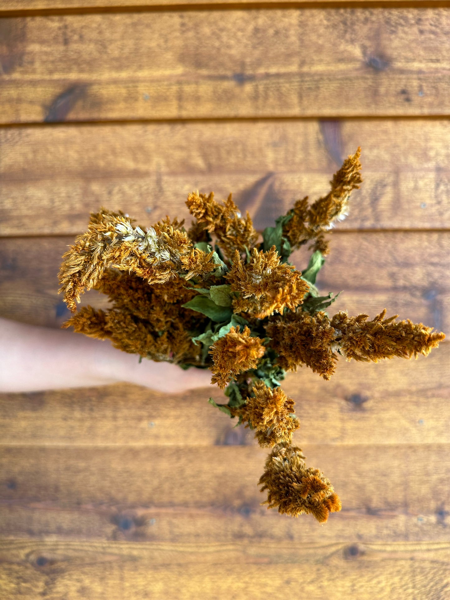 Celosia Plumes