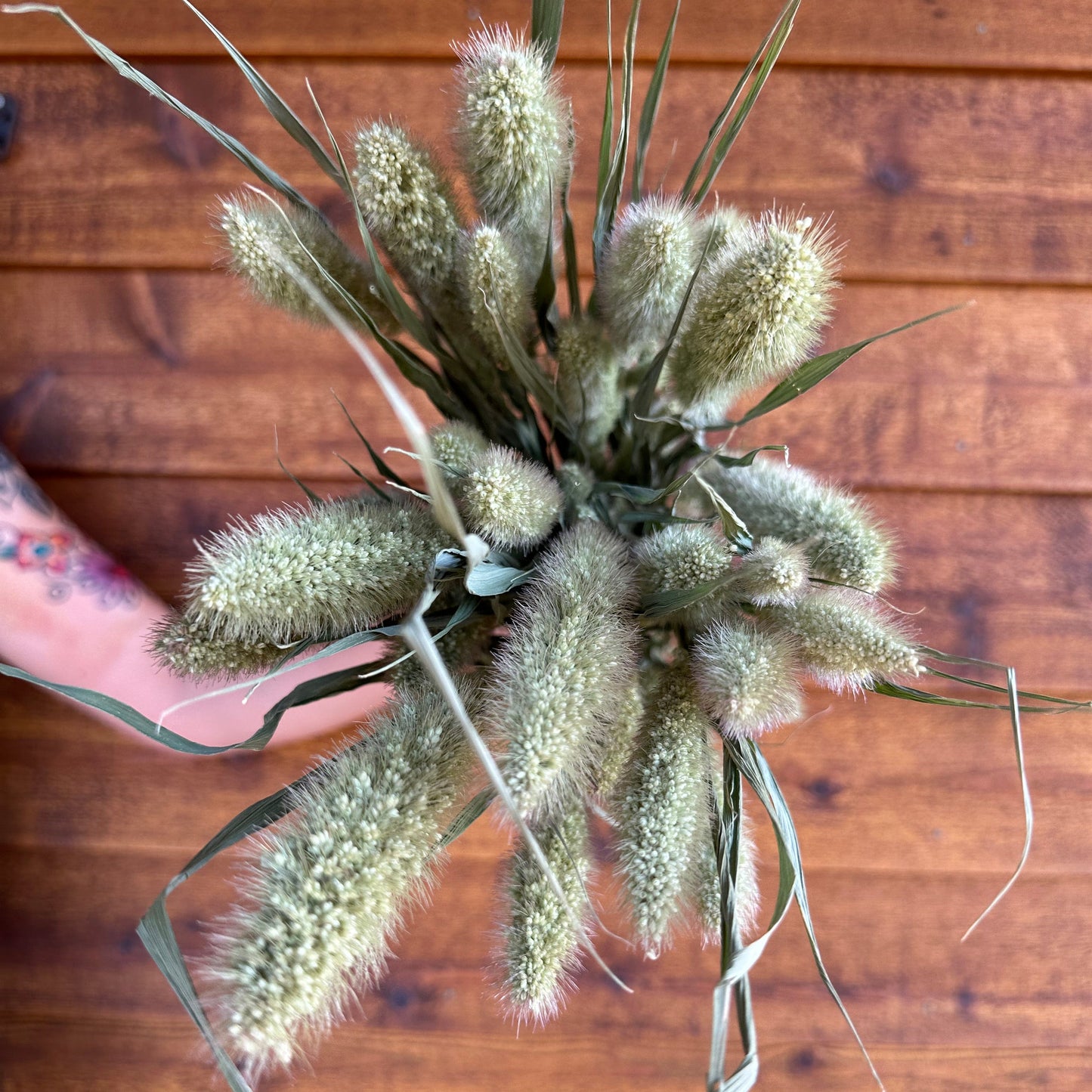 Bouquet of dried foxtail grasses held against a wooden background