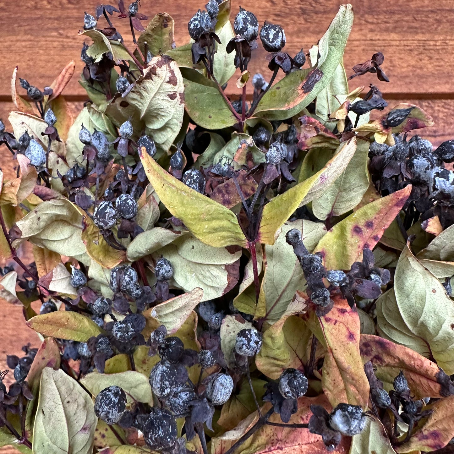 Hypericum Berry