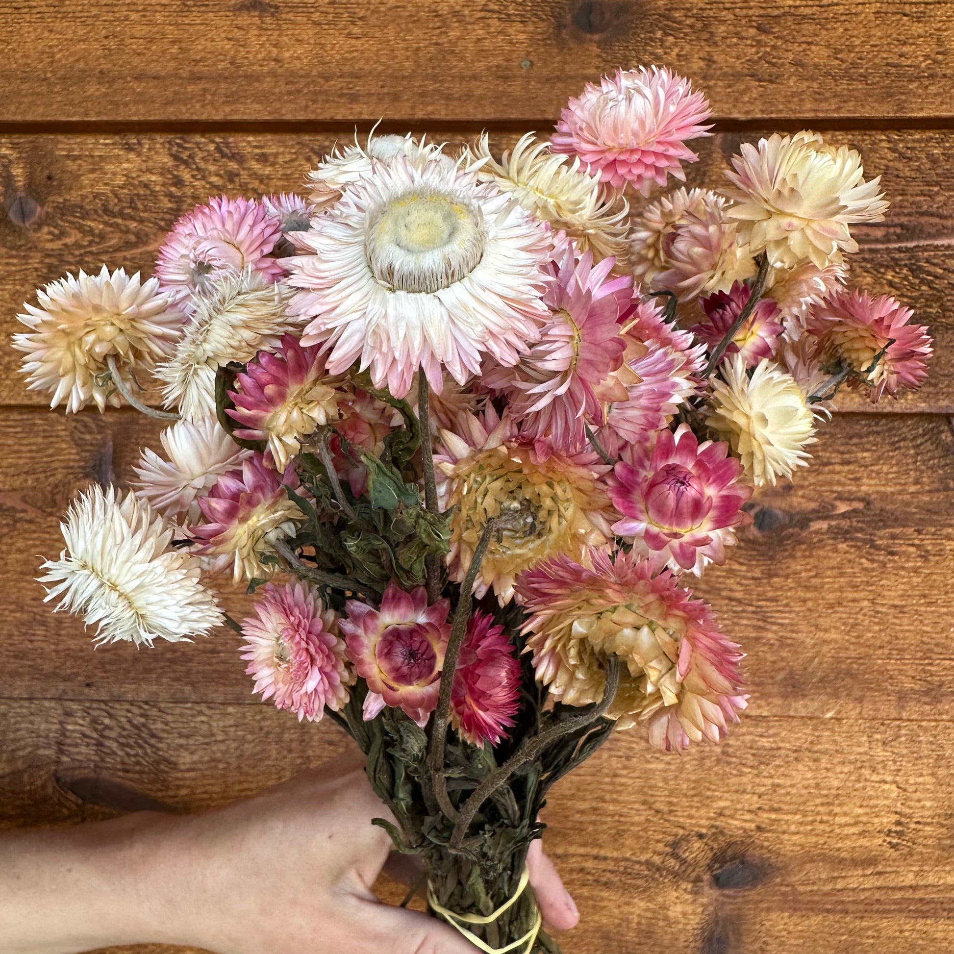 Bouquet of dried flowers held by a person against a wooden background