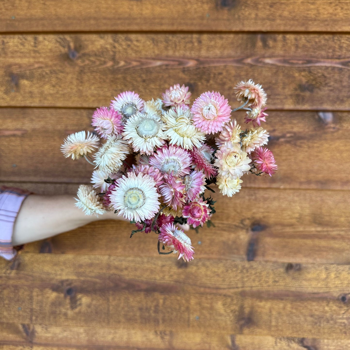 Strawflowers