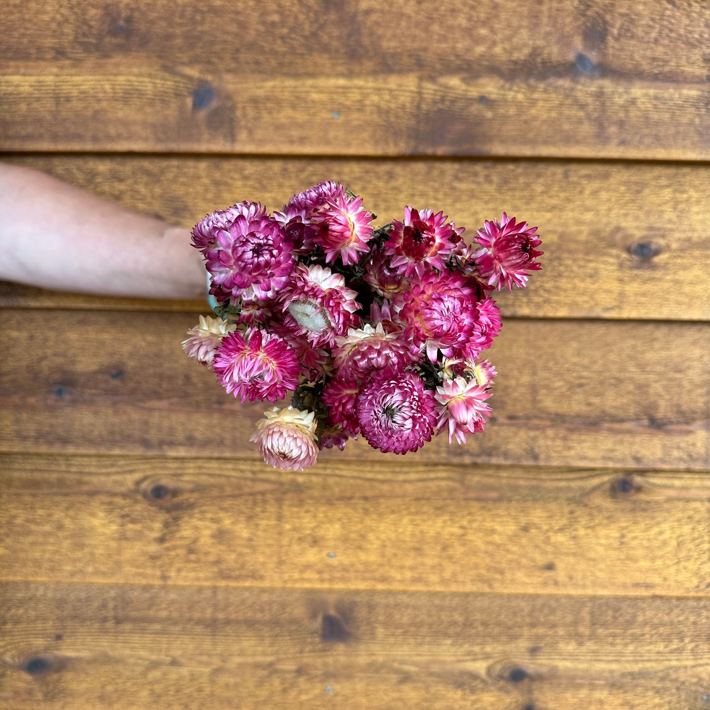 Strawflowers