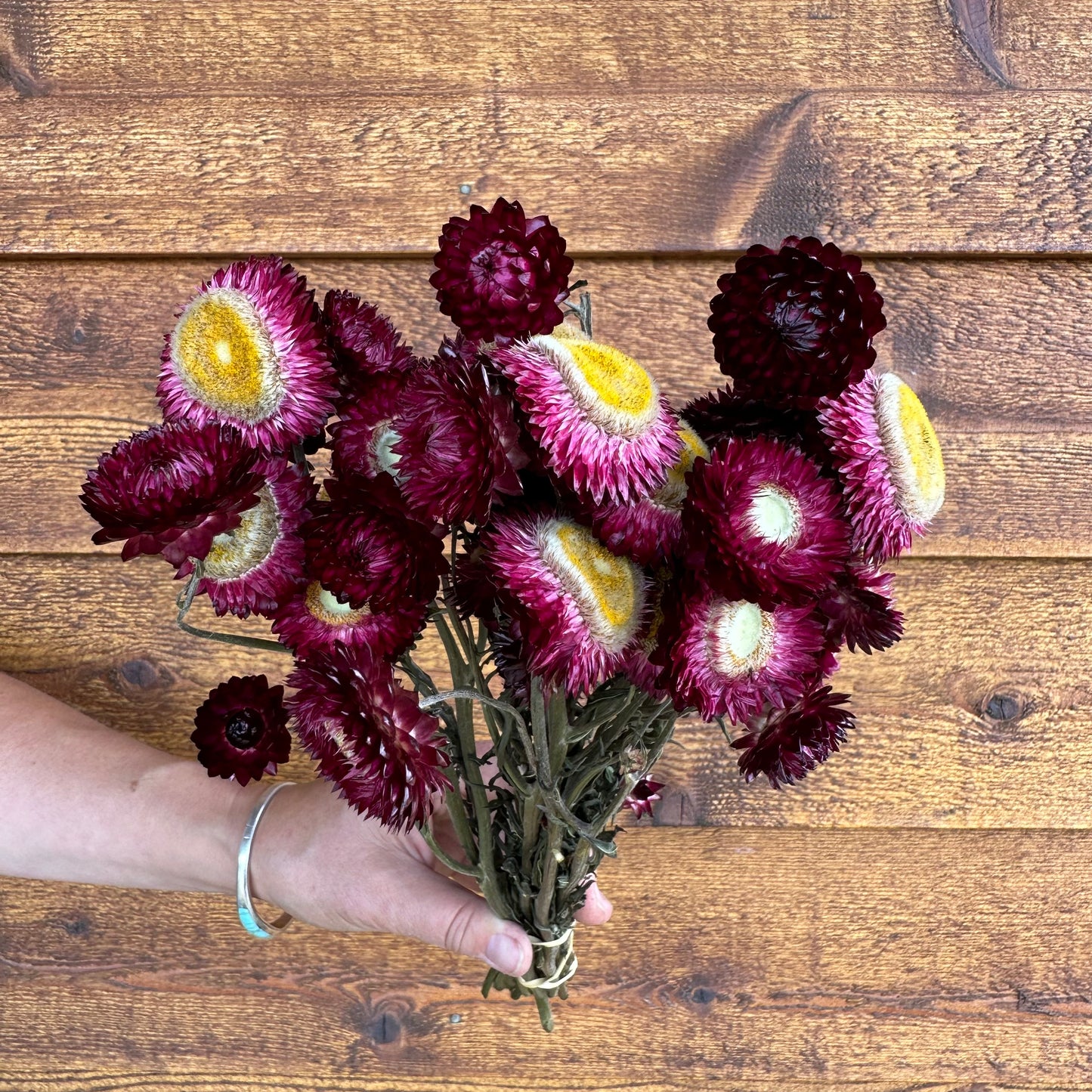 Strawflowers