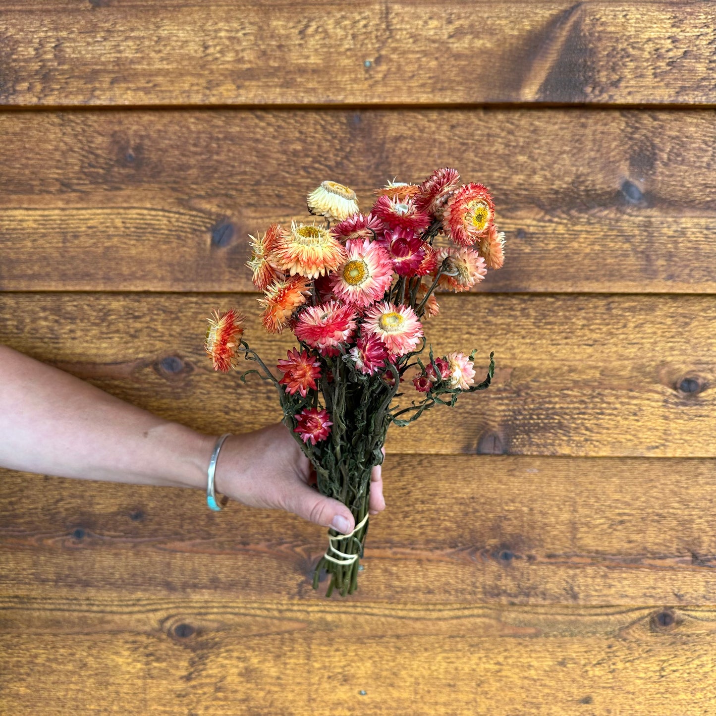 Strawflowers