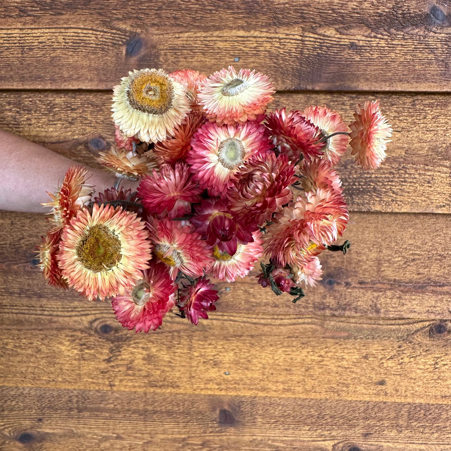 Strawflowers