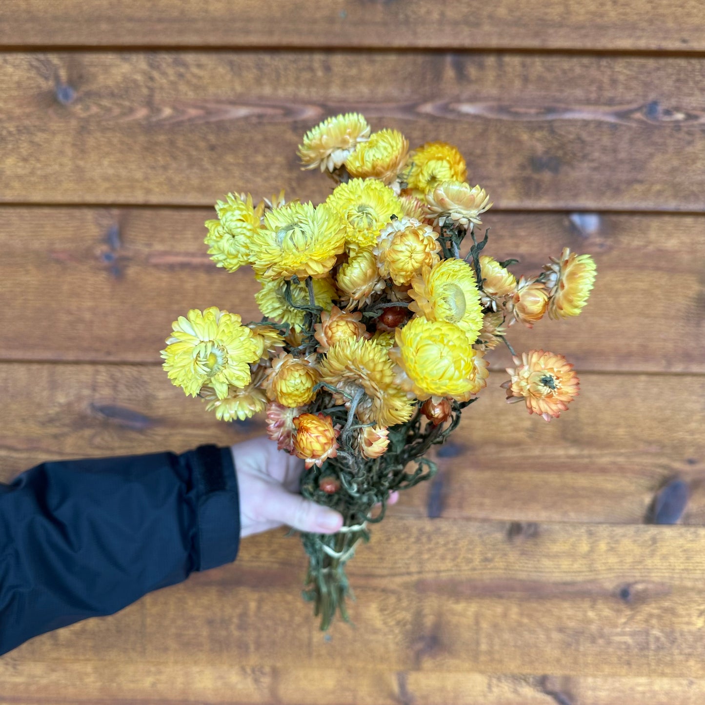 Strawflowers